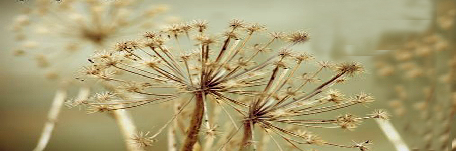 Natureza3